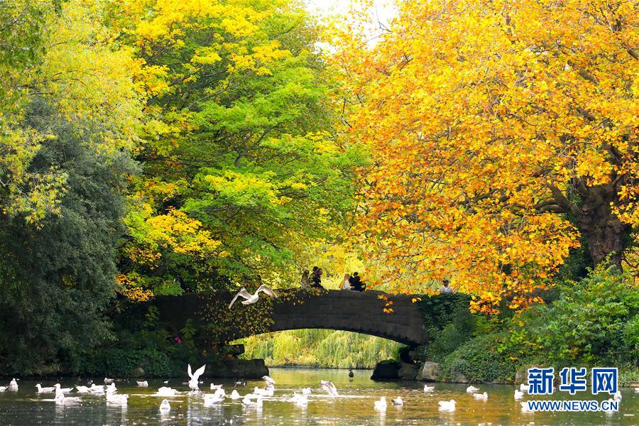 这是10月18日在爱尔兰首都都柏林的一个公园内拍摄的秋景。 随着秋季来临，都柏林大片色彩斑斓的树叶将城市装扮得分外娇娆。 新华社发
