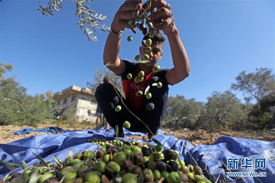 10月18日，一名男子在黎巴嫩南部收获橄榄。 黎巴嫩南部一些地区至今依然保留着用传统石碾压榨橄榄油的做法。 新华社发（比拉尔·贾维希摄）