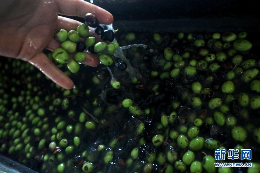 这是10月18日在黎巴嫩南部一家榨油坊拍摄的新采摘的橄榄。 黎巴嫩南部一些地区至今依然保留着用传统石碾压榨橄榄油的做法。 新华社发（比拉尔·贾维希摄）