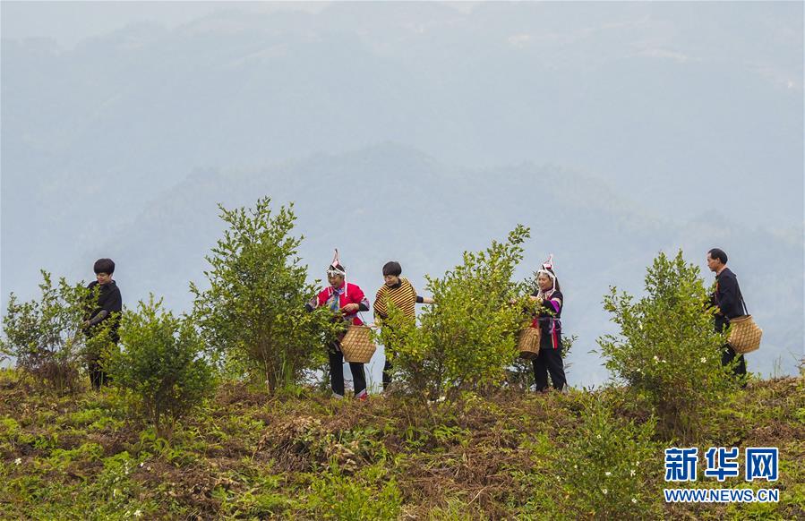 10月18日，在景宁畲族自治县岗石村油茶基地，人们在采摘油茶果。 近日，浙江省丽水市景宁畲族自治县种植的油茶进入收获期。当地农民抓紧采摘、晾晒油茶果，空气中弥漫着油茶籽的清香。 近年来，景宁县通过引种优良品种、出台优惠政策、鼓励规模种植等举措，推动油茶产业提质增效，助农增收。油茶是木本油料树种，随着茶油越来越受到市场欢迎，价格上升，油茶果成为群众眼中“富得流油的果实”，油茶山也成为群众发家致富的金山银山。 新华社发（李肃人 摄）