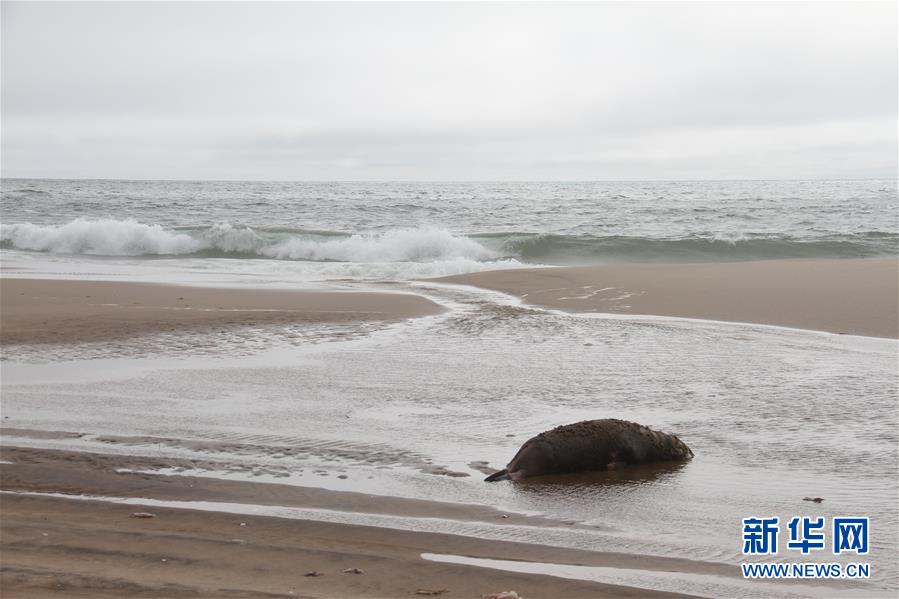 （国际）（2）纳米比亚海岸现5000多头小海豹尸体