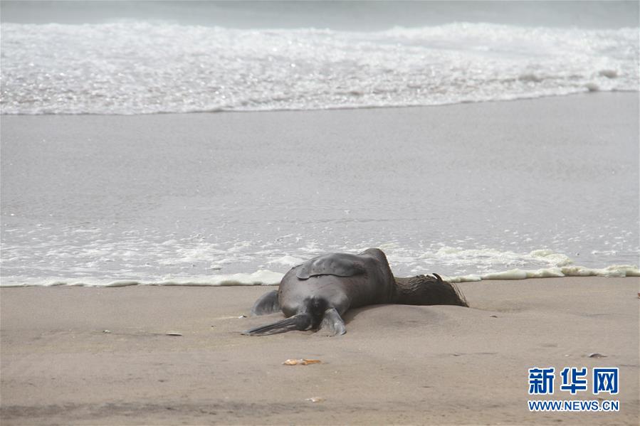 (国际)(3)纳米比亚海岸现5000多头小海豹尸体