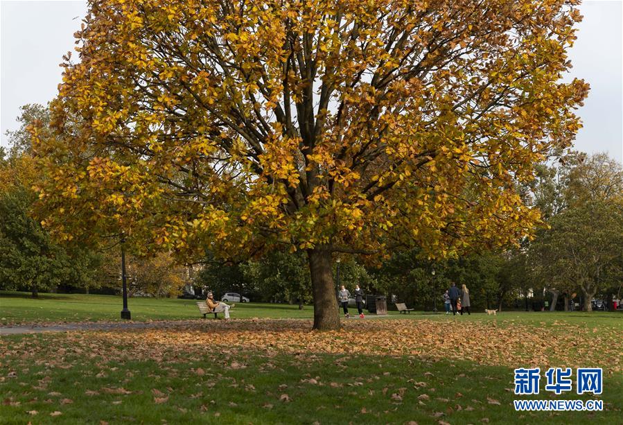 这是10月19日拍摄的英国伦敦摄政公园秋景。 新华社记者 韩岩 摄