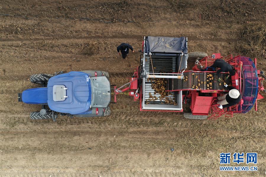 10月20日，工作人员在宁夏固原市原州区中河乡丰堡村向农民展示新型马铃薯收获机作业情况（无人机照片）。新华社记者 王鹏 摄