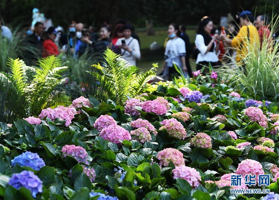 （社会）（1）重庆：花博会人气足
