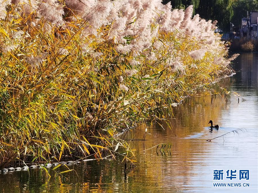 这是10月23日拍摄的北京西海湿地公园秋景。 金秋时节，北京秋高气爽、层林尽染，美不胜收。 新华社记者 罗晓光 摄