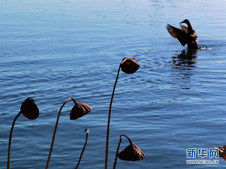 这是10月23日拍摄的北京西海湿地公园秋景。 金秋时节，北京秋高气爽、层林尽染，美不胜收。 新华社记者 罗晓光 摄