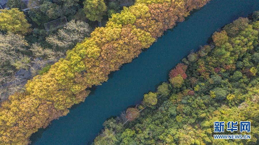 这是贵阳市花溪国家城市湿地公园黄金大道风景（10月24日摄，无人机照片）。 深秋时分，贵州省贵阳市花溪国家城市湿地公园黄金大道秋意盎然，吸引众多游客前来观赏游玩。 新华社记者 陶亮 摄