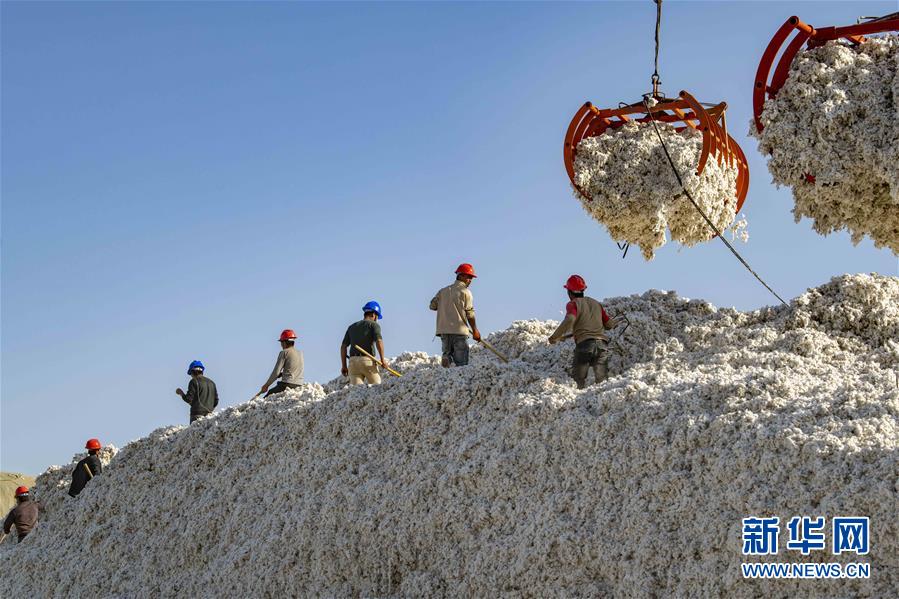 在新疆阿克苏地区沙雅县的一家轧花厂，工人把收购上来的籽棉堆垛（10月23日摄）。  新华社记者 胡虎虎 摄