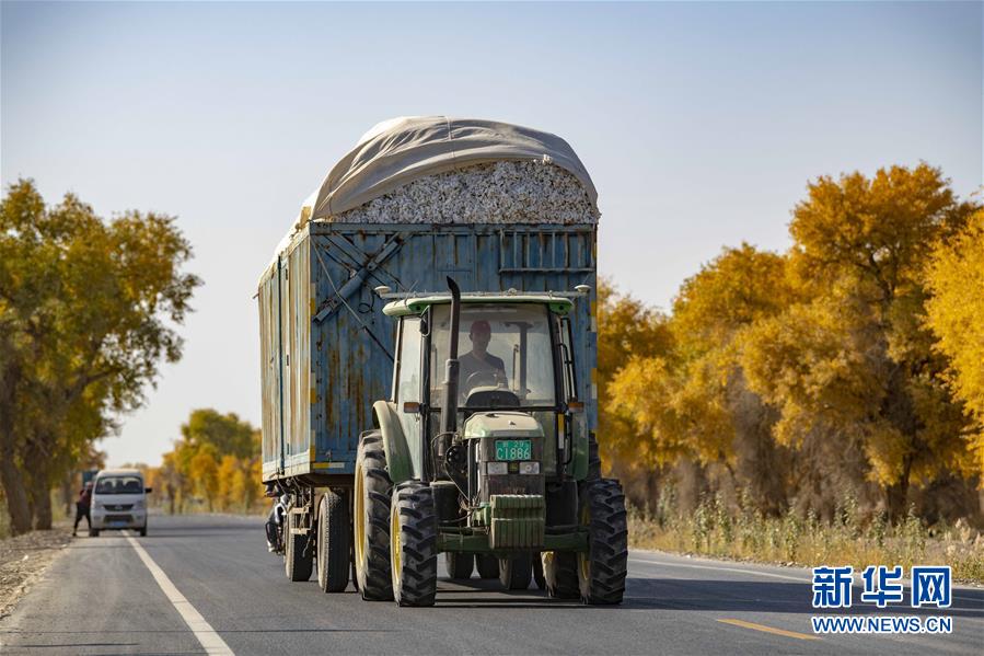 在新疆阿克苏地区沙雅县塔里木乡，棉农开着满载棉花的货车行驶在乡间公路上（10月23日摄）。 新华社记者 胡虎虎 摄