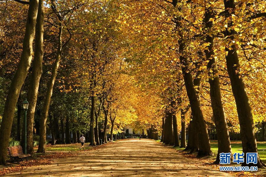 10月26日，一名男子在比利时布鲁塞尔的五十周年纪念公园跑步。 布鲁塞尔秋意正浓，景色怡人。 新华社记者郑焕松摄