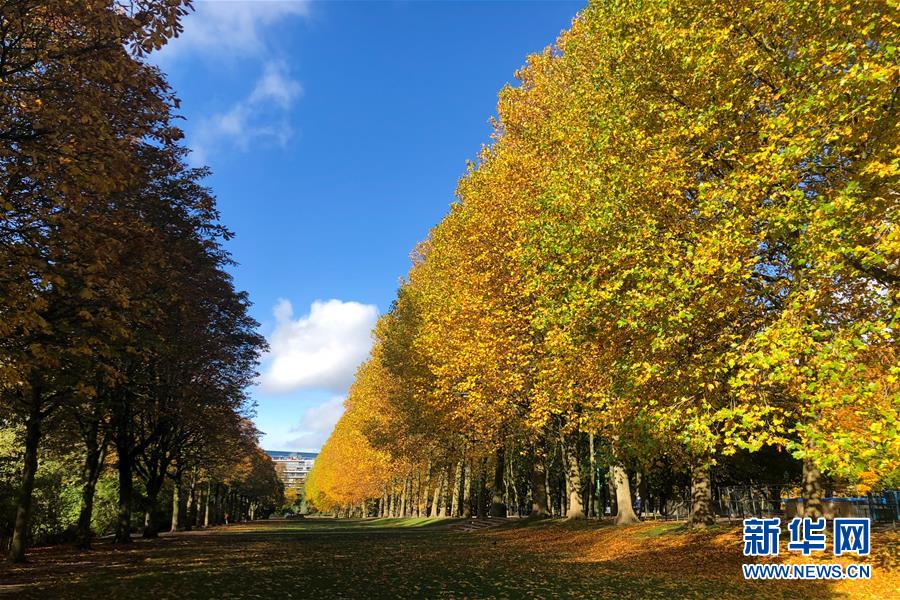 这是10月26日在比利时布鲁塞尔五十周年纪念公园拍摄的秋景。 布鲁塞尔秋意正浓，景色怡人。 新华社记者郑焕松摄