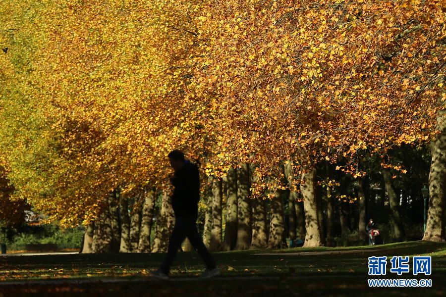 10月26日，一名男子在比利时布鲁塞尔的五十周年纪念公园散步。 布鲁塞尔秋意正浓，景色怡人。 新华社记者郑焕松摄