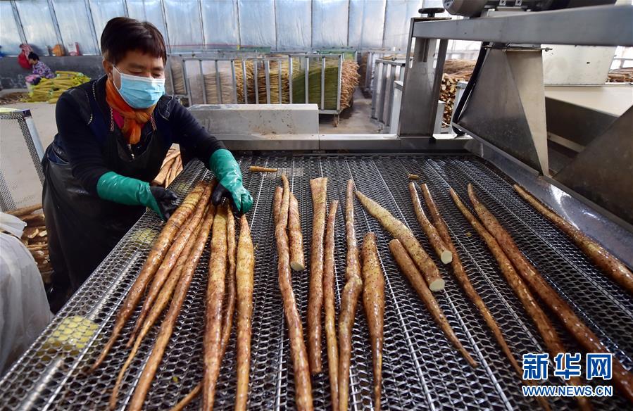 10月28日，在石家庄市深泽县前马里村铭轩薯类种植专业合作社的生产车间里，当地群众在清洗白山药。 河北省石家庄市深泽县独特的沙质土地为白山药种植提供了得天独厚的条件，白山药在当地已有300多年的种植历史。近年来，当地持续推广白山药的绿色种植，使白山药品质和知名度得到不断提升，并且实现了与京津冀农产品市场的有效对接，“深泽白山药”成为京津冀区域农业特色品牌。目前，该县白山药种植面积达1.2万亩，实现了白山药规模化种植生产。 新华社发（张晓峰 摄）