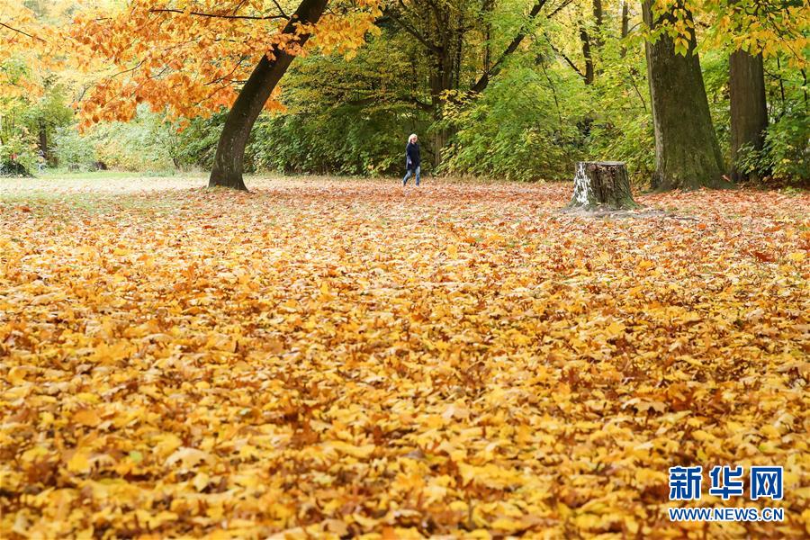 这是10月28日在德国首都柏林一座公园内拍摄的一名行人。 新华社记者 单宇琦 摄