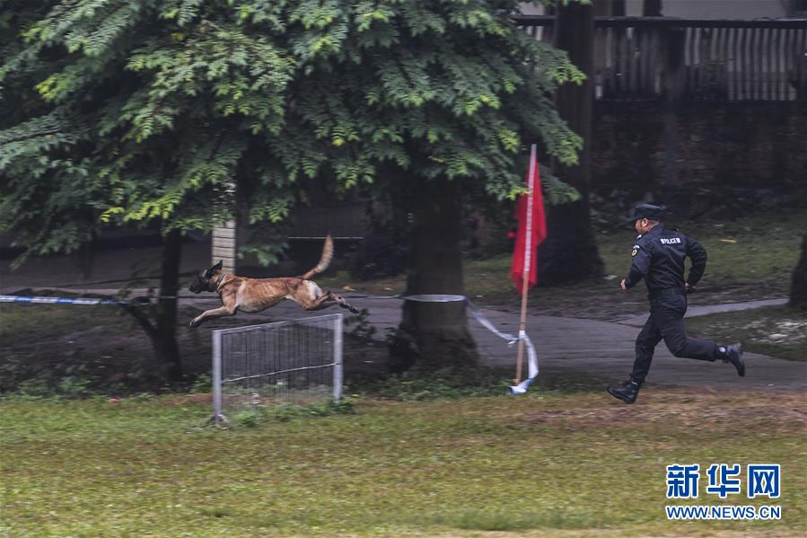(社会)(3)广西南宁:警犬秀技能