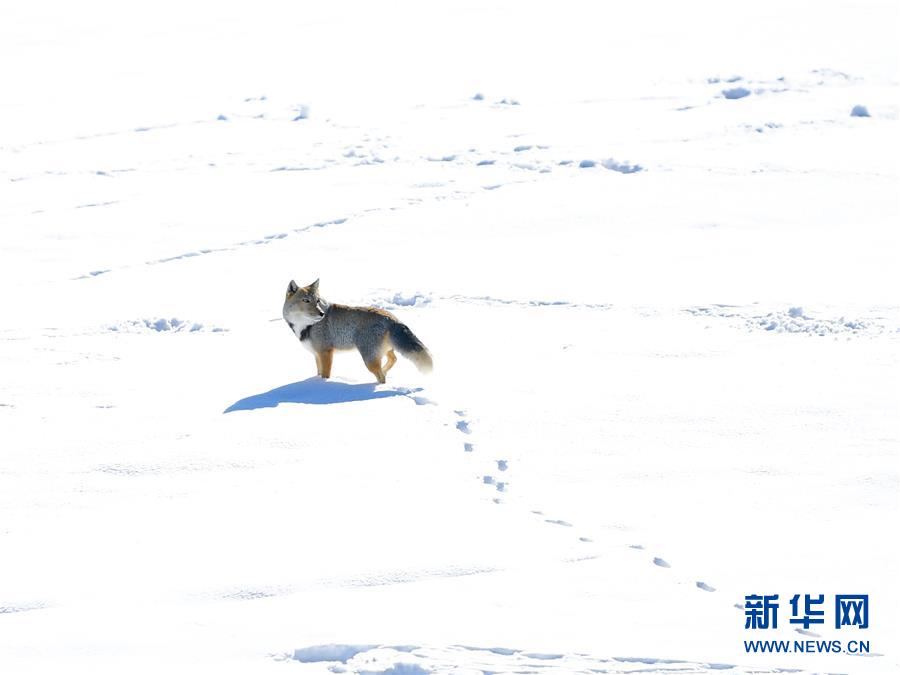 （环境）（5）走近三江源