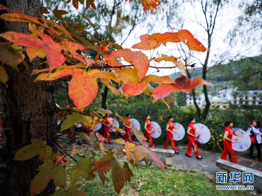 红叶为秋日山村增添了亮丽的色彩（11月1日摄）。 11月1日，“指南红叶节”活动在浙江省杭州市临安区太湖源镇指南村举行。本次金秋红叶节将举行观赏金秋红叶梯田、梯田稻谷收割、古戏台银杏音乐会、山顶星空露营帐篷节等系列主题活动。 指南村海拔近600米，森林覆盖率达93%以上。每到深秋，村落周边的千亩梯田、金黄的银杏和火红的枫树将指南村装扮得美如画卷。 新华社记者 徐昱 摄