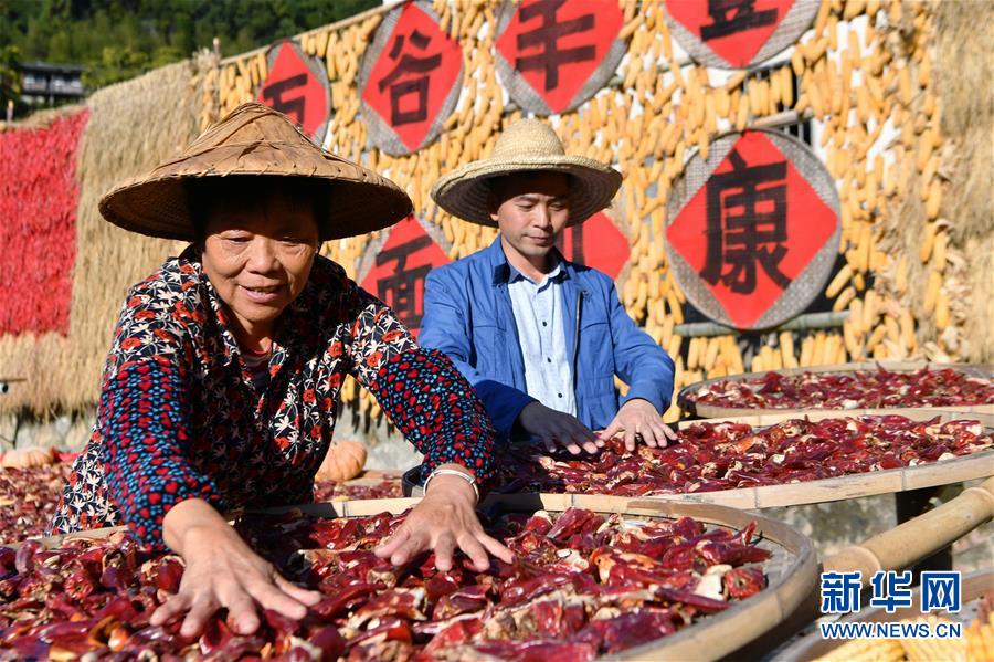 11月1日，桂峰村村民在整理晒匾里的农作物。 深秋时节，位于福建省三明市尤溪县洋中镇的桂峰村，古民居与晒匾里五彩缤纷的农作物，构成五彩斑斓的调色板，展现秋收风情。 新华社记者魏培全摄