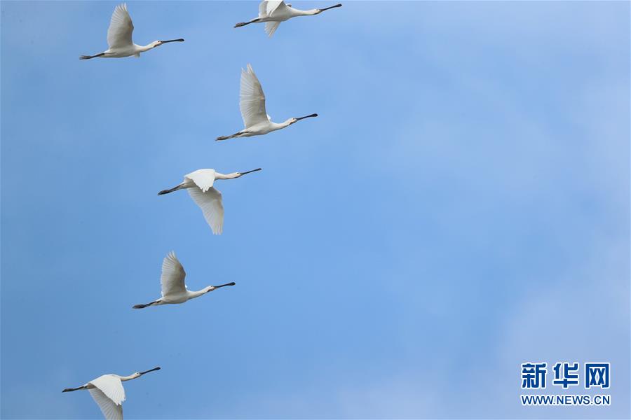 东洞庭湖国家级自然保护区里的白琵鹭（10月30日摄）。新华社发（姚毅 摄）
