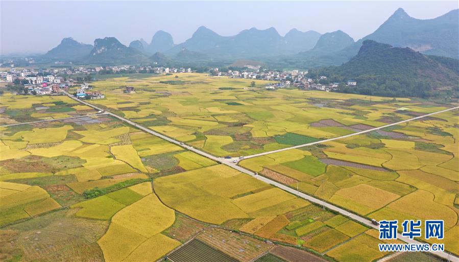 11月1日拍摄的广西柳州市柳江区进德镇泗浪村的稻田（无人机照片）。新华社发（黎寒池 摄）