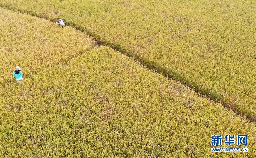 11月1日，在广西柳州市柳江区进德镇泗浪村，游客在稻田旁拍照留影（无人机照片）。新华社发（黎寒池 摄）