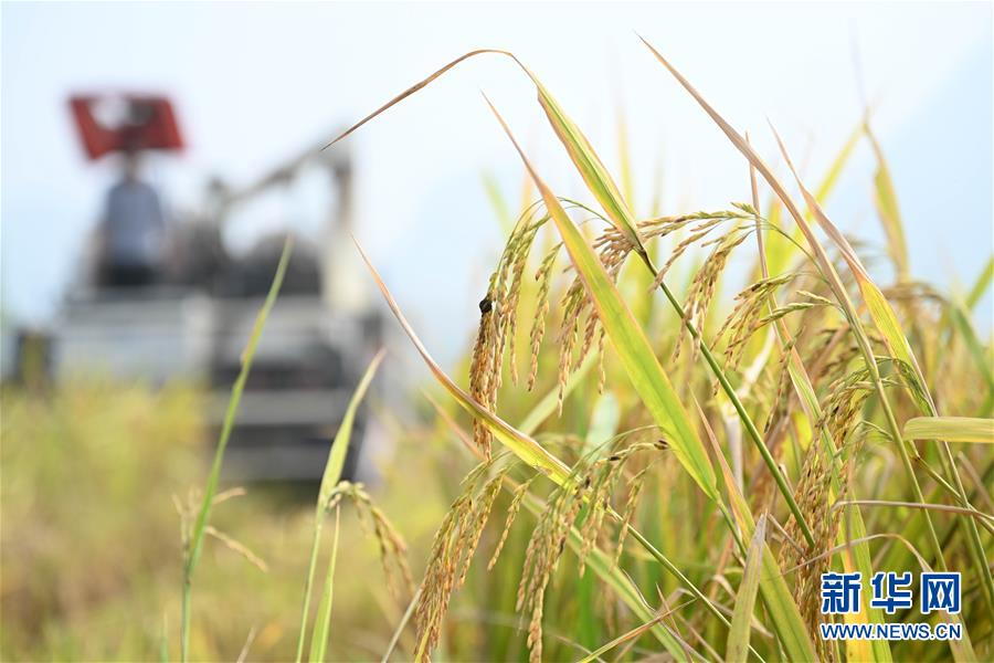 11月1日，在广西柳州市柳江区进德镇泗浪村，农民驾驶收割机在稻田里收割晚稻。新华社发（黎寒池 摄）
