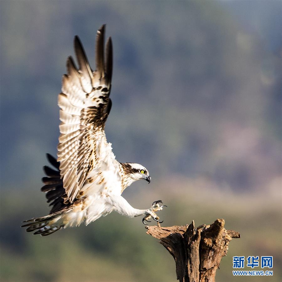 鹗鸟在衢江江边枯木上嬉戏（10月31日摄）。新华社记者 梅永存 摄