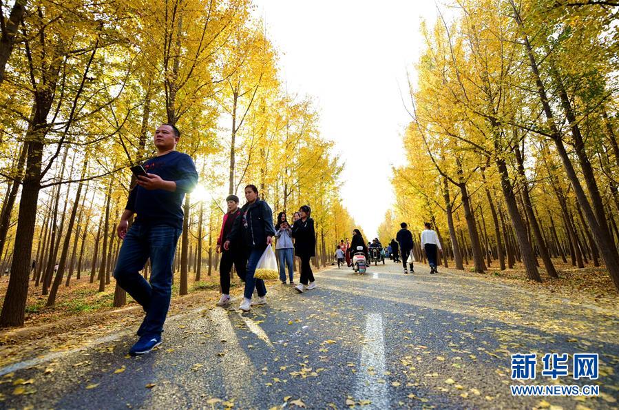 11月2日，游客在曲周县银杏种植基地游览赏景。 眼下，河北省邯郸市曲周县银杏种植基地近千亩银杏林进入最佳观赏期，吸引众多游客前来游览。 新华社记者 朱旭东 摄