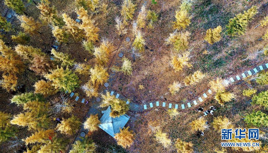 曲周县银杏种植基地一景（11月2日摄，无人机照片）。 眼下，河北省邯郸市曲周县银杏种植基地近千亩银杏林进入最佳观赏期，吸引众多游客前来游览。 新华社记者 朱旭东 摄