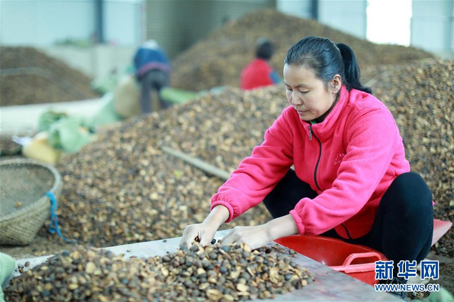 11月2日，在贵州省铜仁市玉屏侗族自治县一家油茶鲜果烘干厂，工人在选油茶籽。 近年来，“中国油茶之乡”贵州省铜仁市玉屏侗族自治县把油茶产业列为脱贫攻坚的支柱产业之一，采取“公司+农户”的运营模式，吸收贫困户参与到油茶鲜果烘干各个环节做工，助力贫困户增收。 新华社发（欧秀灯 摄）