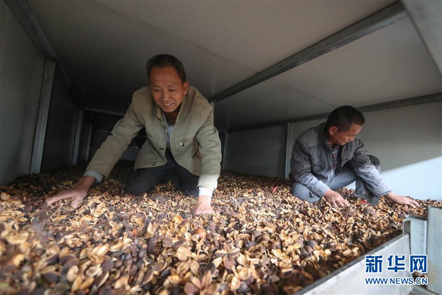 11月2日，在贵州省铜仁市玉屏侗族自治县一家油茶鲜果烘干厂，工人在油茶烘干车间劳作。 近年来，“中国油茶之乡”贵州省铜仁市玉屏侗族自治县把油茶产业列为脱贫攻坚的支柱产业之一，采取“公司+农户”的运营模式，吸收贫困户参与到油茶鲜果烘干各个环节做工，助力贫困户增收。 新华社发（胡攀学 摄）