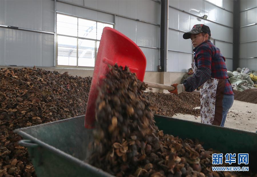 11月2日，在贵州省铜仁市玉屏侗族自治县一家油茶鲜果烘干厂，工人在铲油茶壳。 近年来，“中国油茶之乡”贵州省铜仁市玉屏侗族自治县把油茶产业列为脱贫攻坚的支柱产业之一，采取“公司+农户”的运营模式，吸收贫困户参与到油茶鲜果烘干各个环节做工，助力贫困户增收。 新华社发（胡攀学 摄）