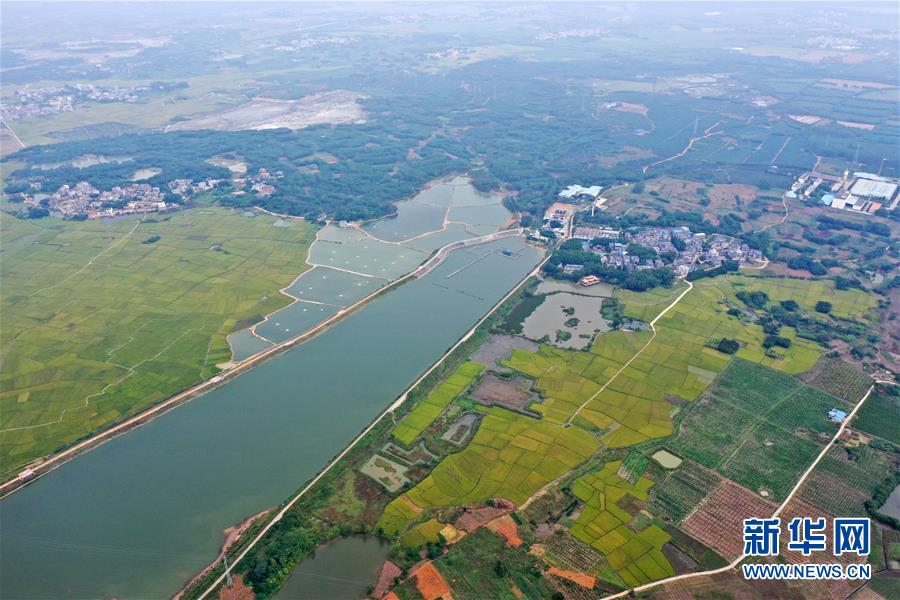 (环境)(2)广西宾阳:乡村秋景美
