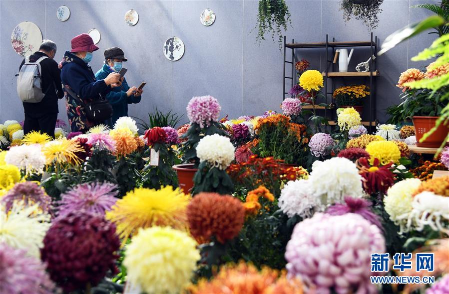 11月3日，游人在北京世界花卉大观园菊花展上参观拍摄。 近日，北京世界花卉大观园菊花展开幕，共展出来自2020北京世界花卉大观园第十一届菊花擂台赛的1500余盆菊花。 新华社记者 任超 摄