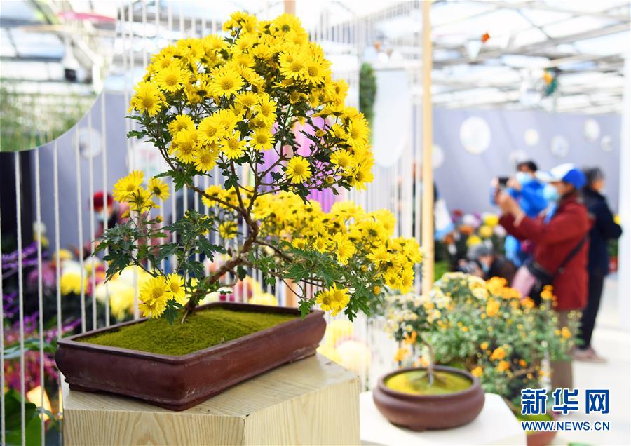 这是11月3日在北京世界花卉大观园菊花展现场拍摄的菊花。 近日，北京世界花卉大观园菊花展开幕，共展出来自2020北京世界花卉大观园第十一届菊花擂台赛的1500余盆菊花。 新华社记者 任超 摄