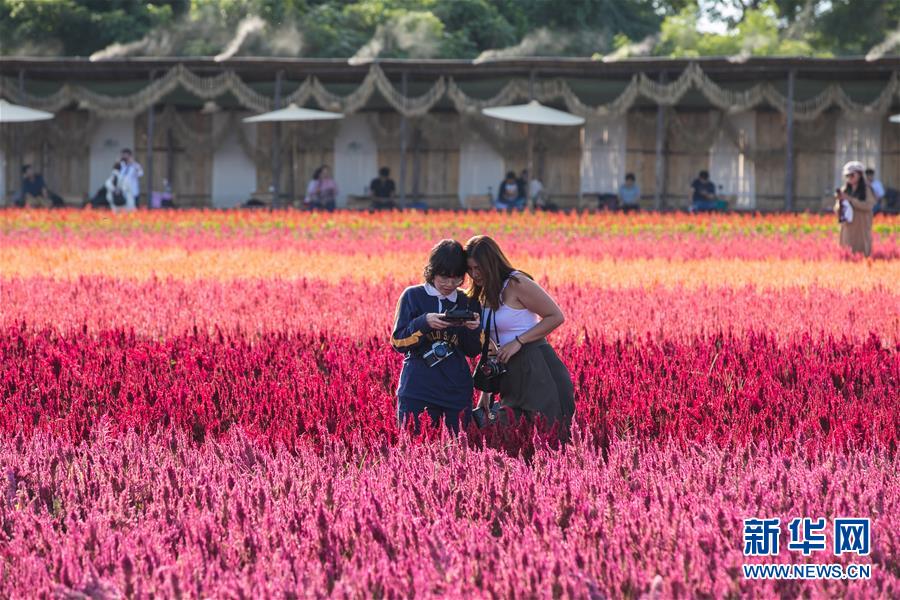11月2日，游客在泰国清迈一处花田间拍照。 近日，泰国清迈周边的花田鲜花盛开，吸引众多游客前来赏花拍照。 新华社记者 张可任 摄