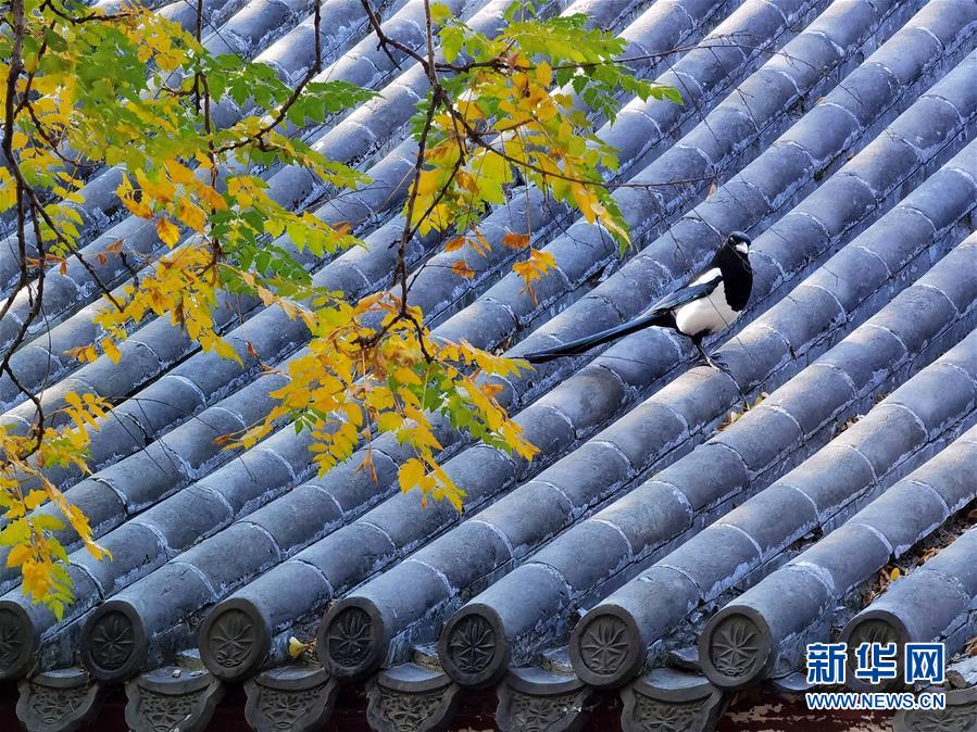 (环境)(3)圆明园秋景醉游人