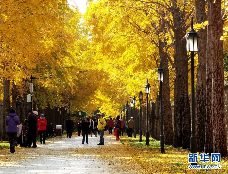 (环境)(7)圆明园秋景醉游人
