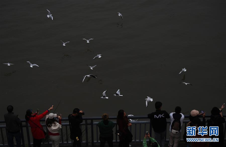 11月5日，人们在重庆弹子石码头观赏红嘴鸥。 近日，众多红嘴鸥“到访”重庆长江与嘉陵江交汇一带，给“山水之城”重庆增添了生机和亮色。 新华社记者王全超摄