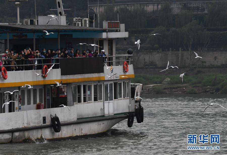 11月5日，乘船游览的游客在重庆朝天门码头附近观赏红嘴鸥。 近日，众多红嘴鸥“到访”重庆长江与嘉陵江交汇一带，给“山水之城”重庆增添了生机和亮色。 新华社记者王全超摄