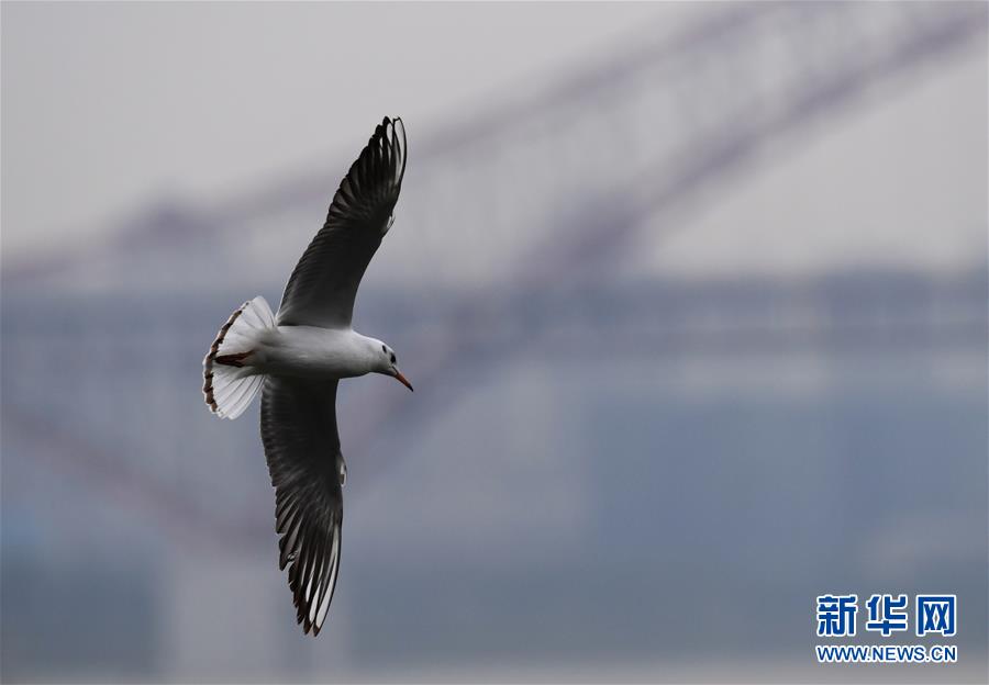 这是11月5日在重庆长江与嘉陵江交汇一带拍摄的红嘴鸥。 近日，众多红嘴鸥“到访”重庆长江与嘉陵江交汇一带，给“山水之城”重庆增添了生机和亮色。 新华社记者王全超摄