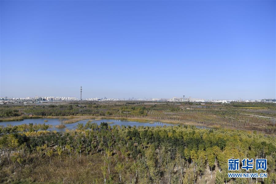 这是在天津市津南区绿色生态屏障瞭望塔上拍到的风景（11月3日摄）。新华社记者 李然 摄