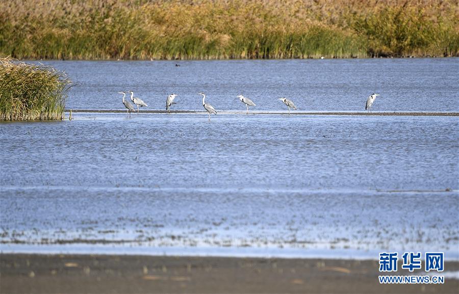 候鸟在天津市宁河区七里海湿地的水面上休憩（11月3日摄）。新华社记者 李然 摄