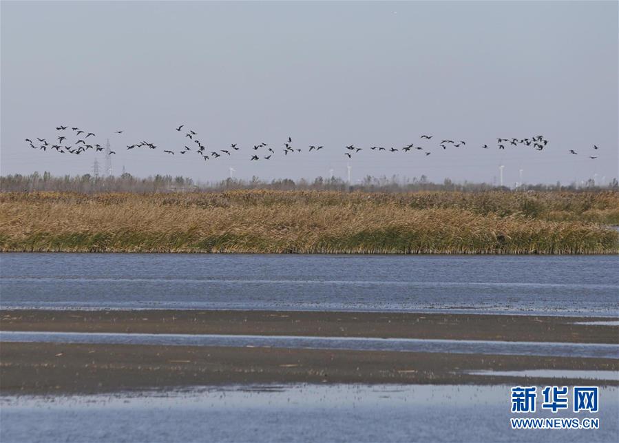 这是在天津市宁河区七里海湿地拍摄的候鸟（11月3日摄）。新华社记者 丁洪法 摄