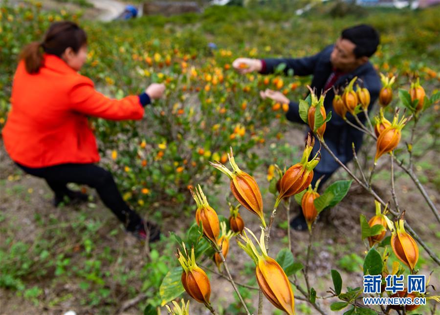 11月5日，秭归县郭家坝镇庙垭村村民在采摘枙子。 深秋时节，三峡库区湖北省秭归县山区种植的中药材枙子进入成熟收获期，当地村民忙着采摘、转运，一派繁忙景象。 近年来，该县引导农民在山区发展枙子、当归、柴胡等中药材种植产业，拓宽农民的增收渠道。 新华社发（郑家裕 摄）