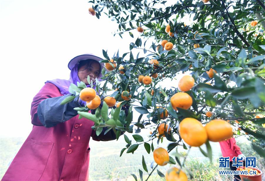 11月5日，在广西柳州市鹿寨县平山镇大阳村，村民在采收蜜桔。新华社记者 黄孝邦 摄