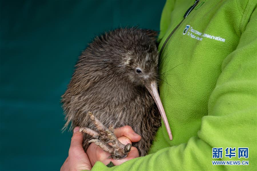 11月7日，在新西兰南岛马瑟森湖地区附近，护林员抱着一只即将放归自然的欧加里托几维鸟。 新西兰环境保护部与毛利部落7日在新西兰南岛马瑟森湖地区附近放生了13只新西兰最珍稀的欧加里托几维鸟。 新华社发（杨柳 摄）