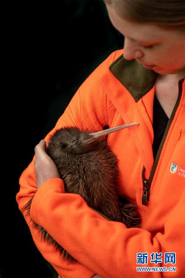 11月7日，在新西兰南岛马瑟森湖地区附近，护林员抱着一只即将放归自然的欧加里托几维鸟。 新西兰环境保护部与毛利部落7日在新西兰南岛马瑟森湖地区附近放生了13只新西兰最珍稀的欧加里托几维鸟。 新华社发（杨柳 摄）