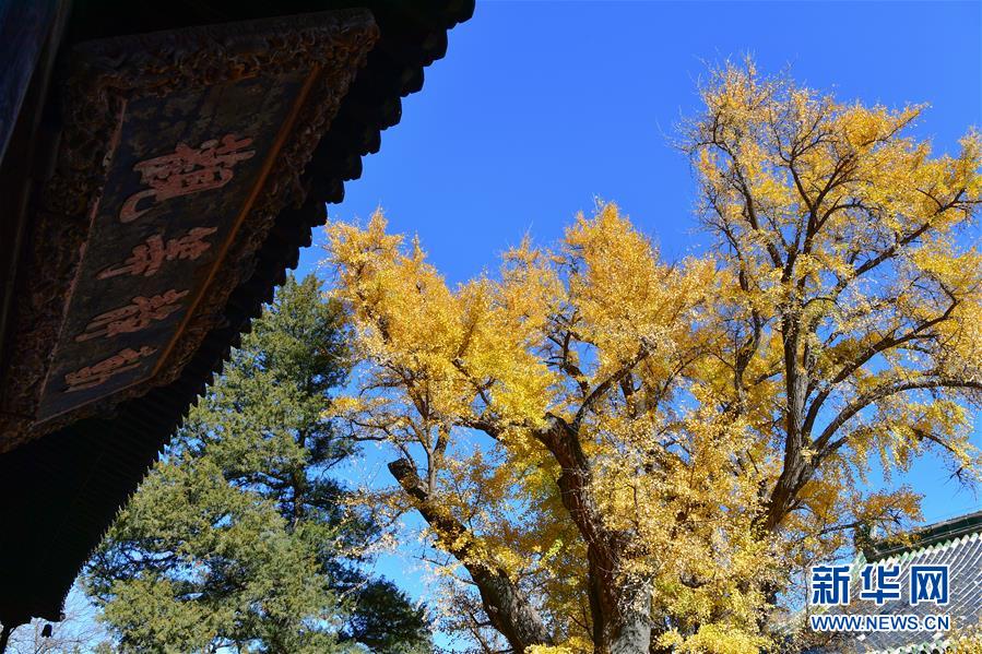 11月8日，大觉寺古银杏的黄叶与大殿牌匾相映成趣。 位于北京市海淀区的大觉寺始建于辽代，寺内一株古银杏树龄已逾千年，至今枝繁叶茂，被誉为“银杏树王”。每年秋末冬初都吸引不少游客前来观赏。 新华社记者 尹栋逊 摄